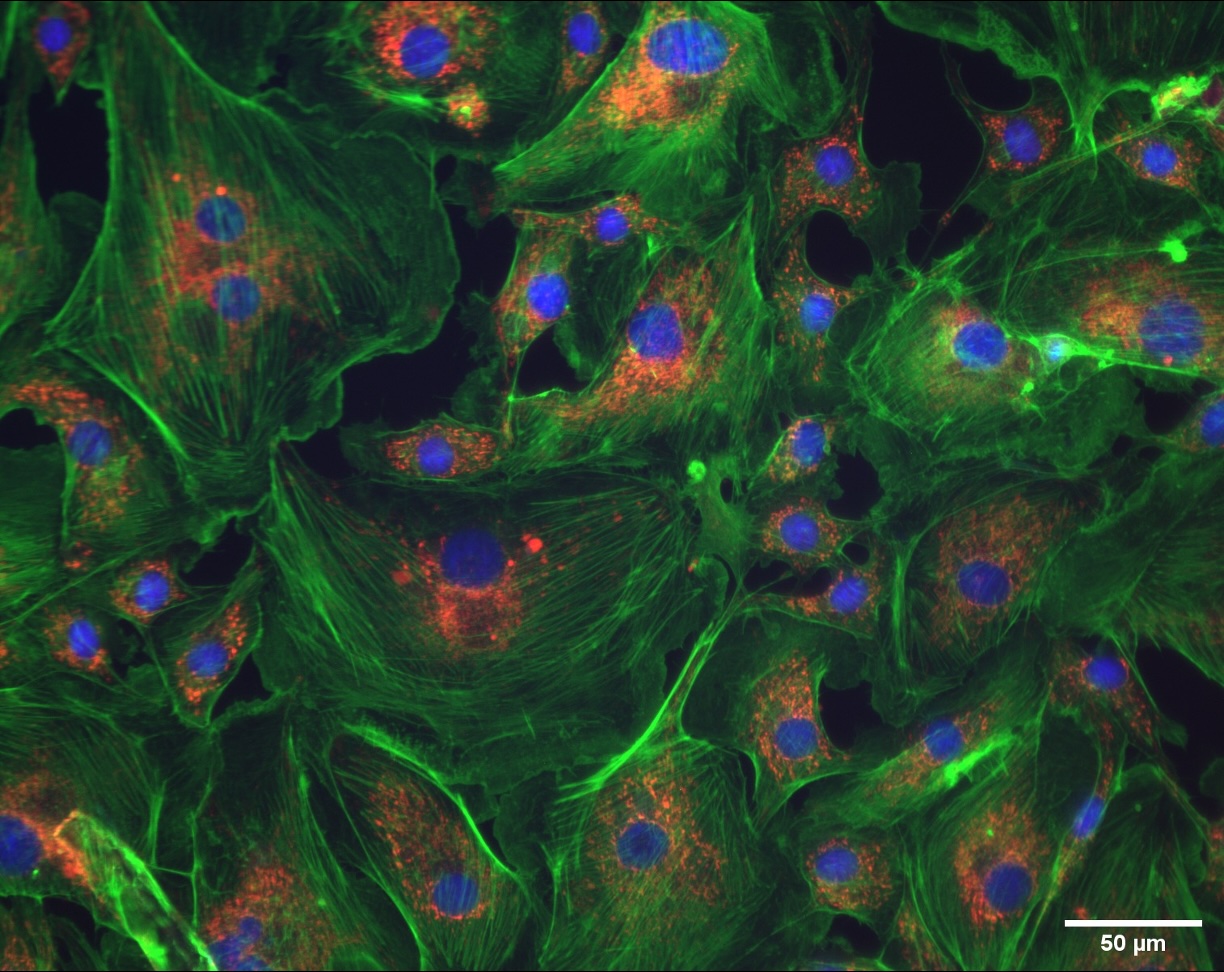 Fluorescence — AF488 FluoCells