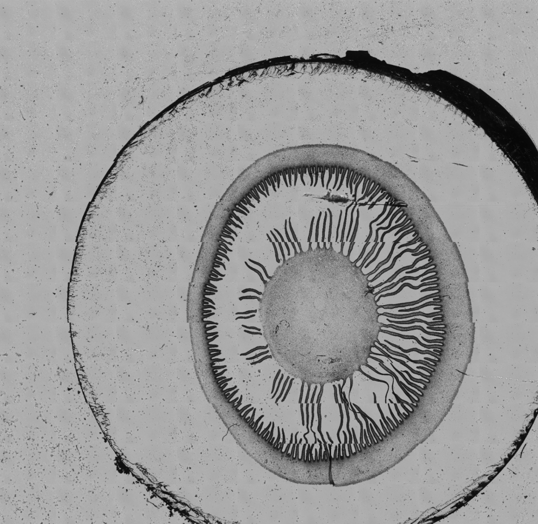Histology — H&E Tissue Section