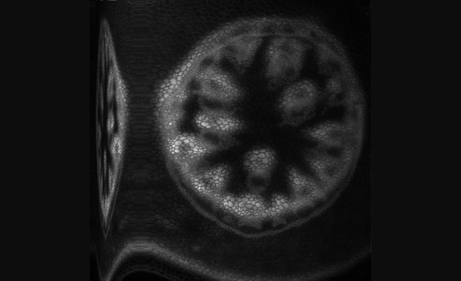 FLIM data screenshot